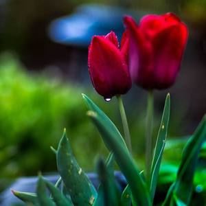 Meet your Posher, Faria